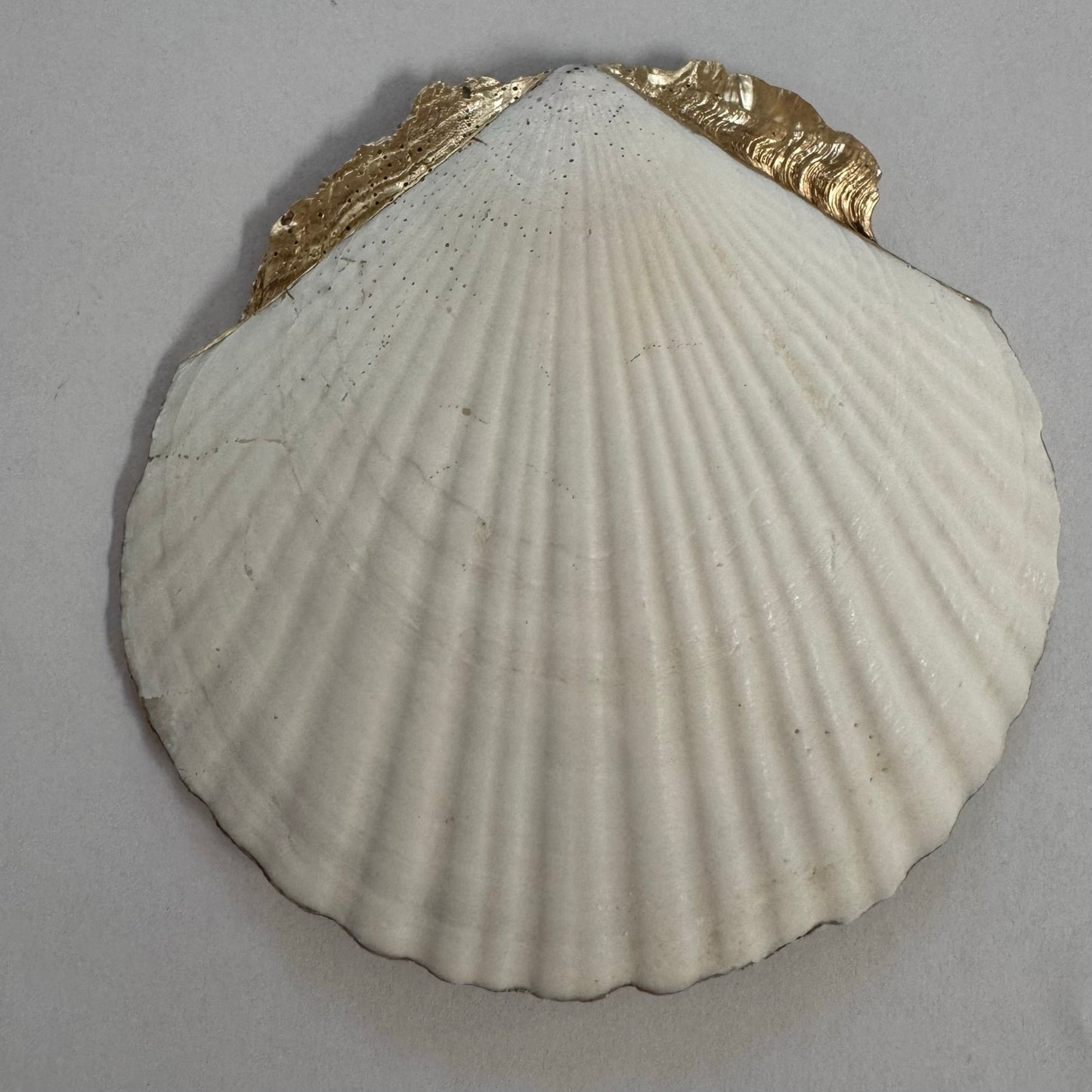 Blue botanical shell jewelry dish shown from another angle