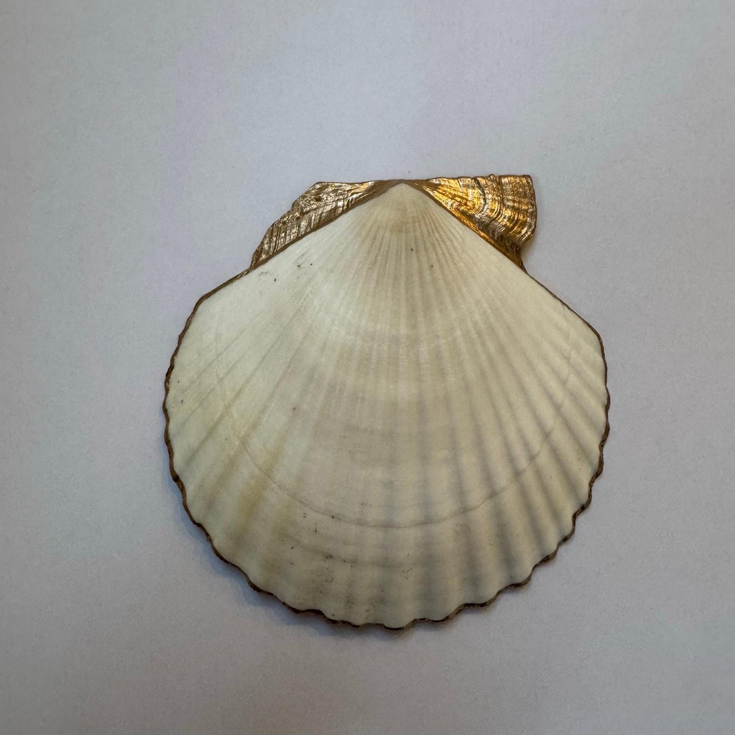 Back of natural scallop shell dish with gold-painted hinge area