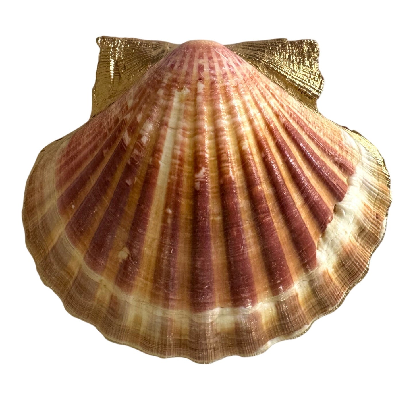 Coastal patchwork shell trinket dish shown from another angle