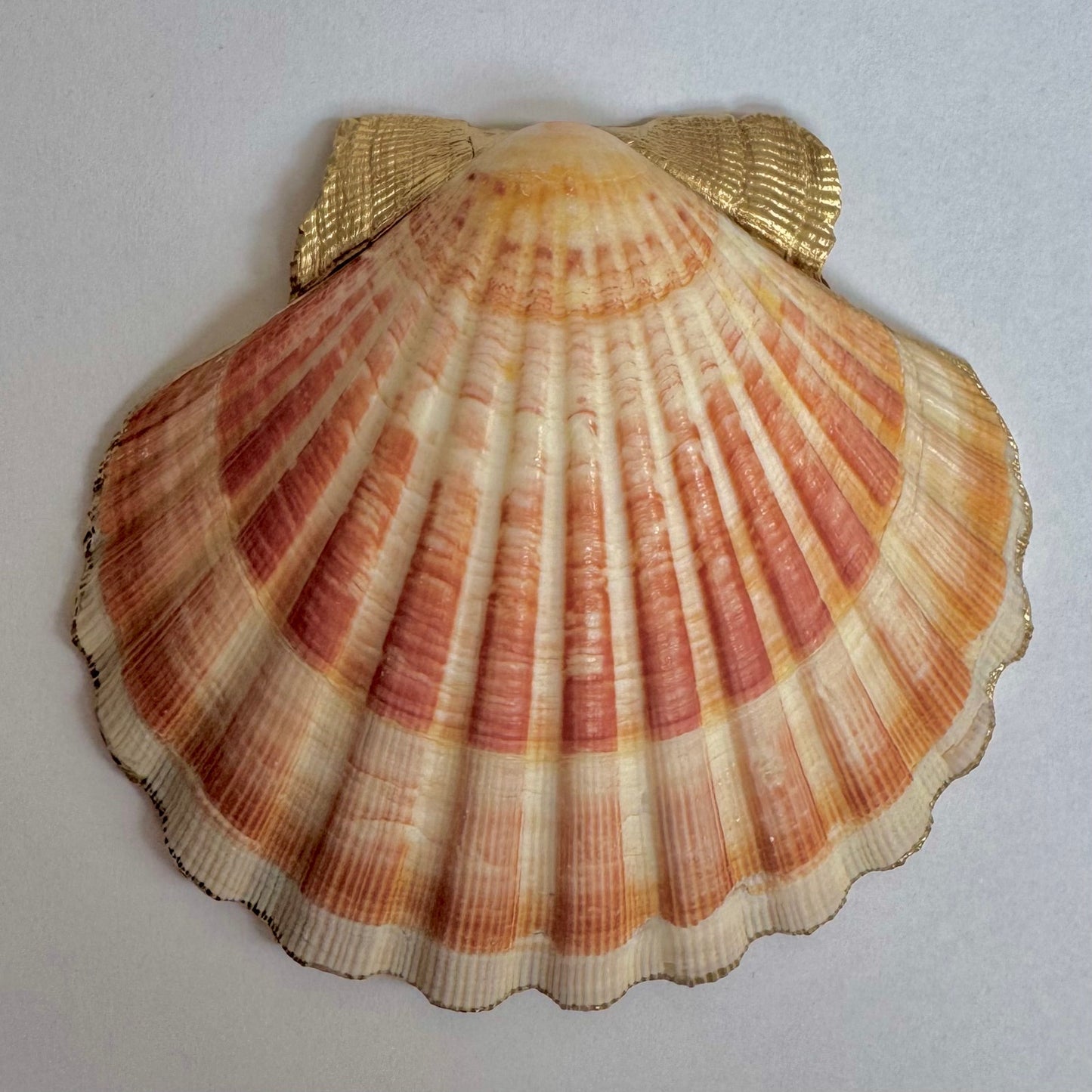Vintage Pink Rose Floral Seashell Trinket Dish
