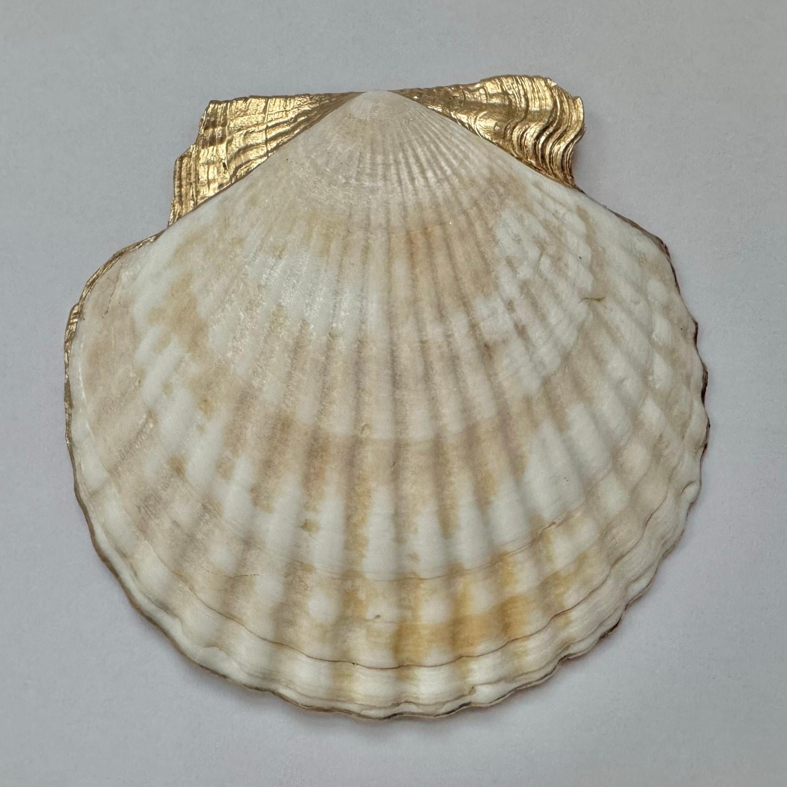 Mediterranean blue lemon shell trinket dish shown from another angle