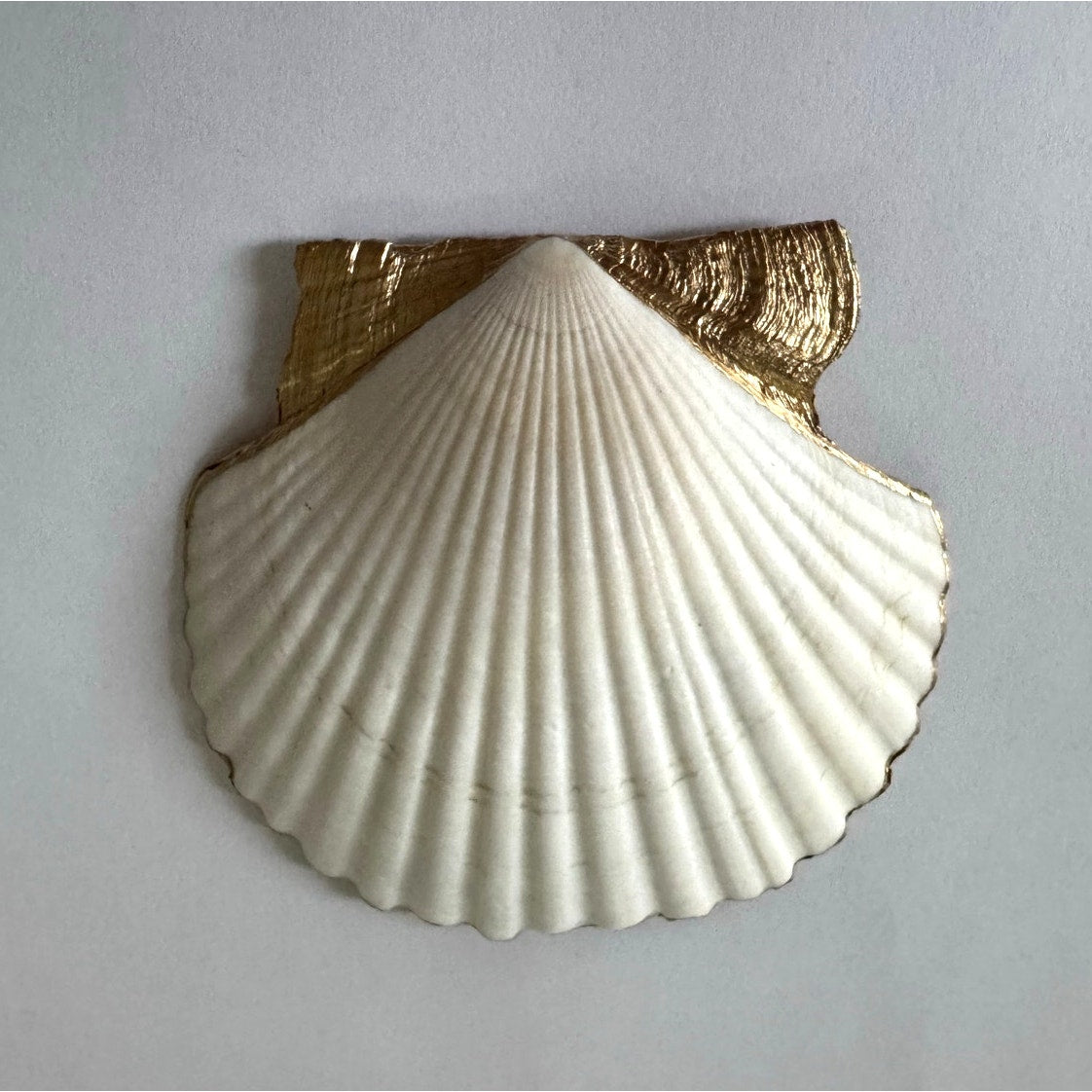 Coral Reef Seashell Trinket Dish, Coastal Decor