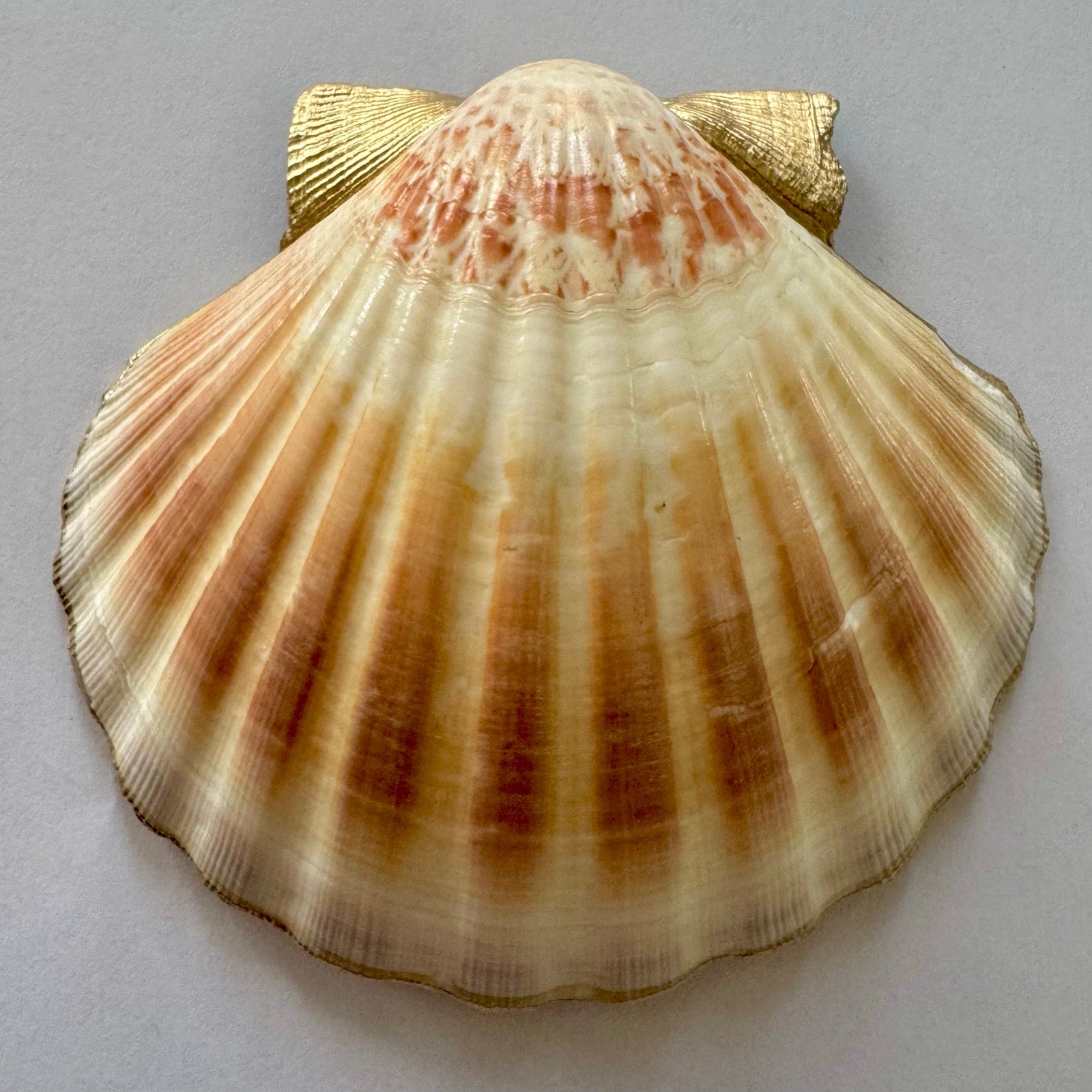 Additional view of bright wildflower shell trinket dish