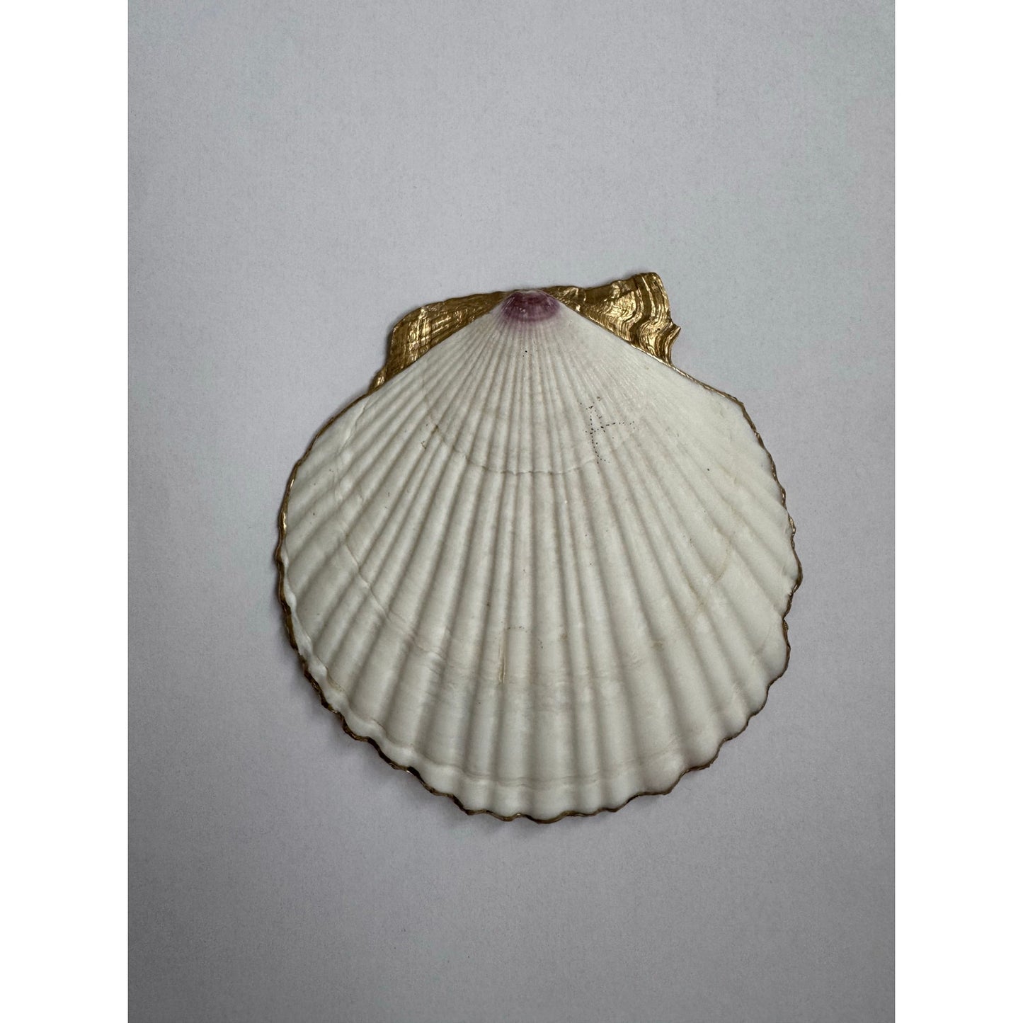 Tropical Fruit Shell Ring Dish Handmade Dish Dragon Fruit Papaya Boho Gift