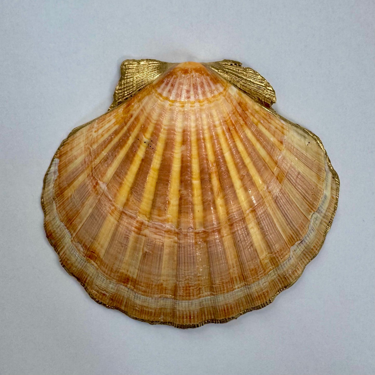 Tropical Fruit Trinket Dish | Scallop Shell Jewelry Dish | Coastal Decor