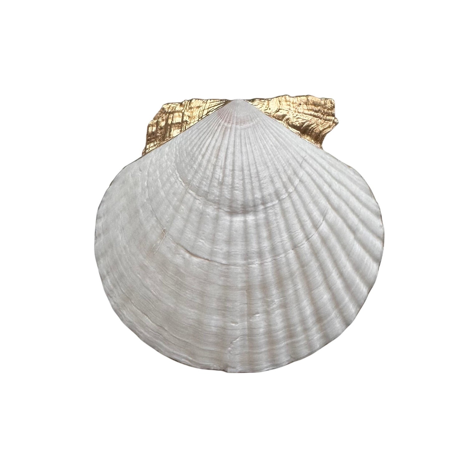 Blue Hydrangea Botanical Scallop Shell Trinket Dish & Ring Dish