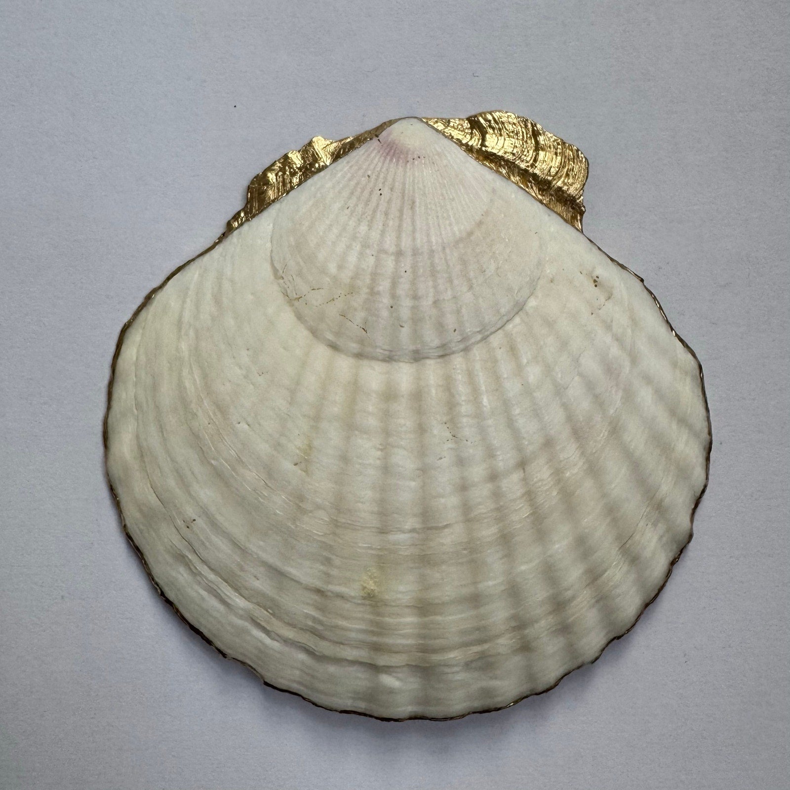 Additional view of blue mediterranean lemon tile shell trinket dish