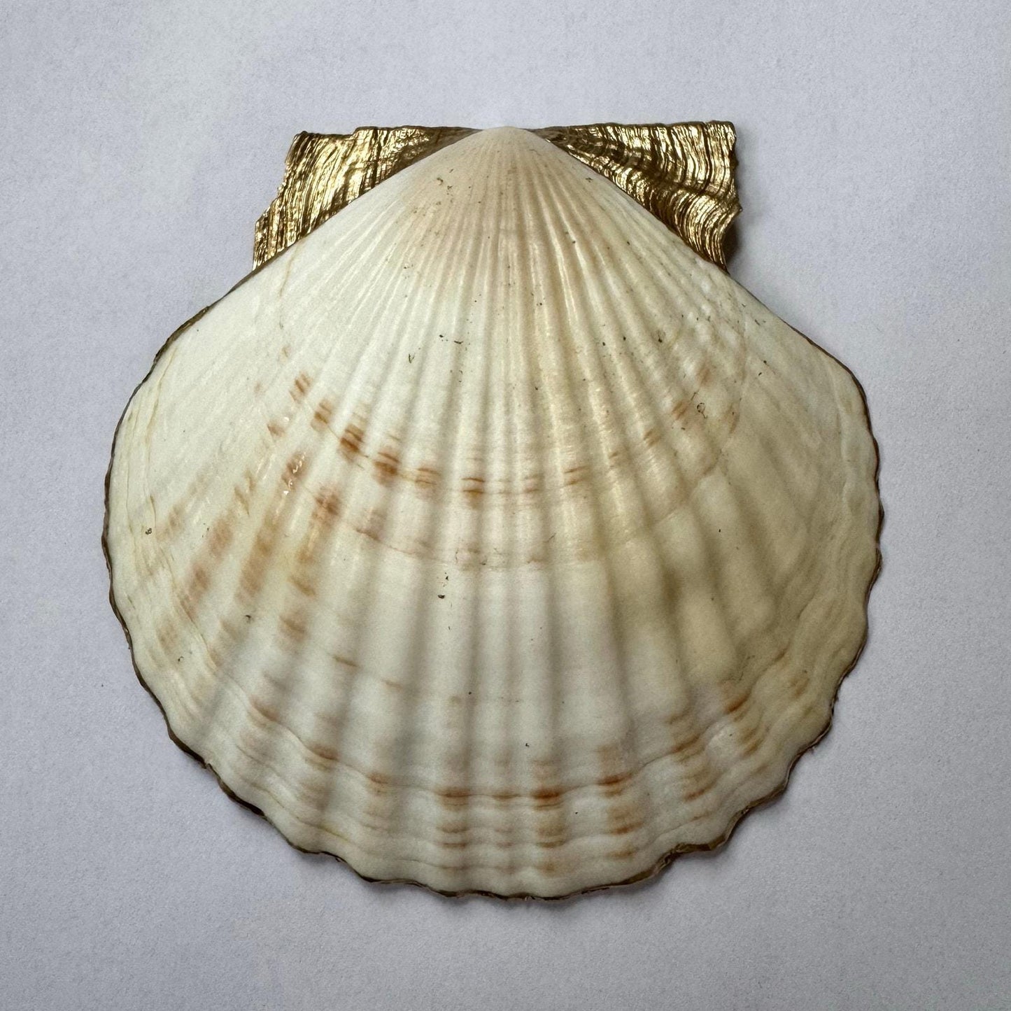 Blue Botanical Seashell Trinket Dish, French Country Decor