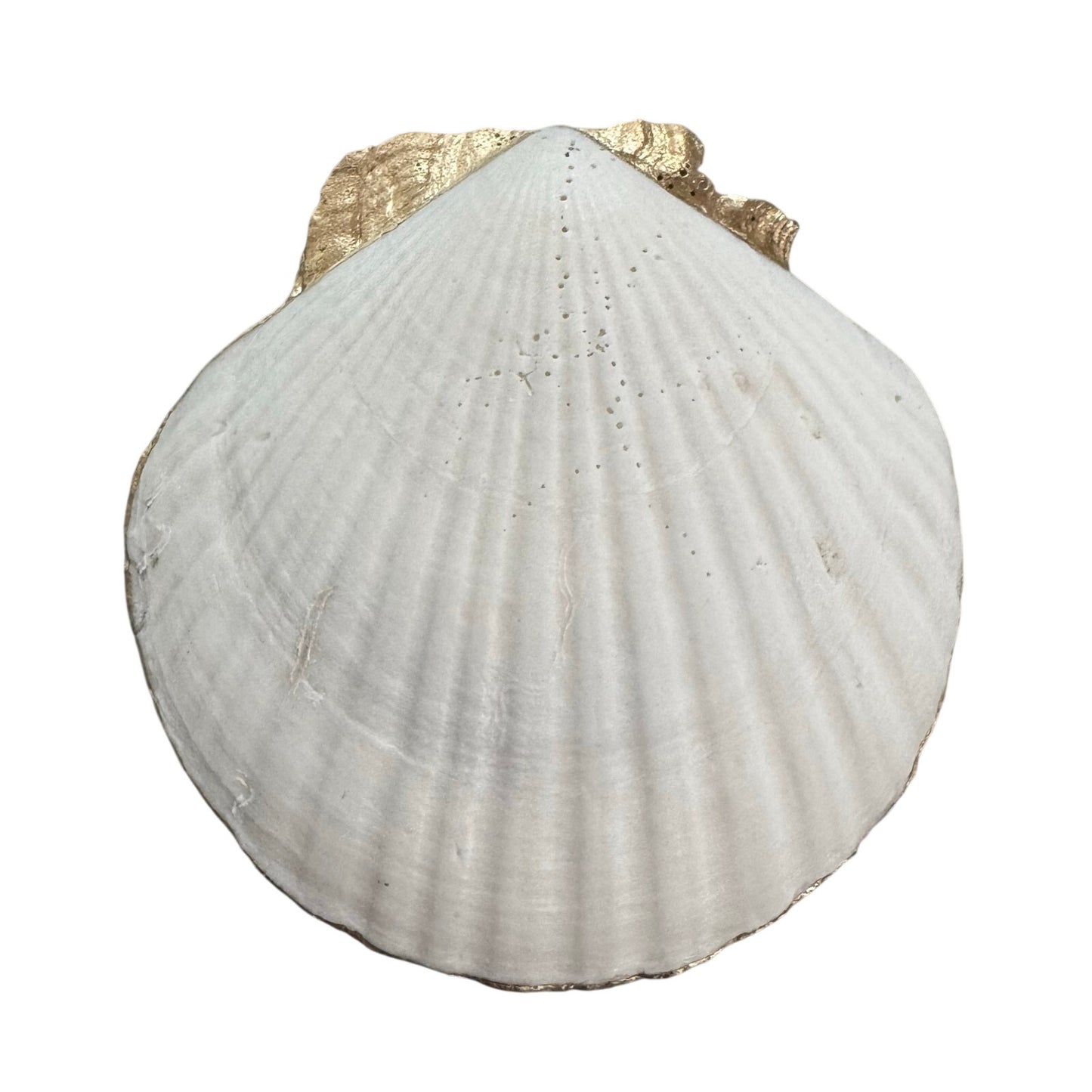 Back of natural scallop shell dish with gold-painted hinge area