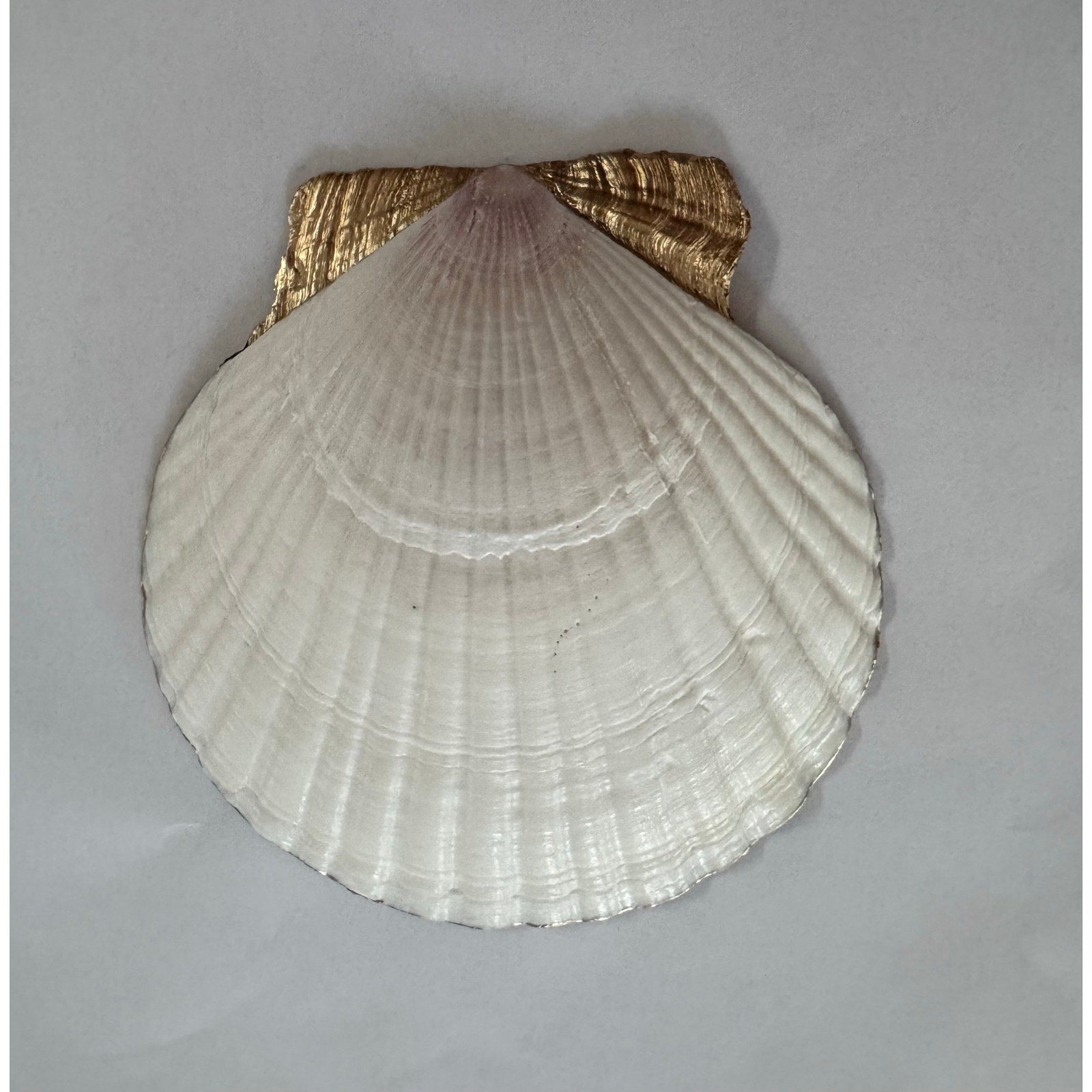 Back view of natural scallop shell dish with gold-painted hinge area