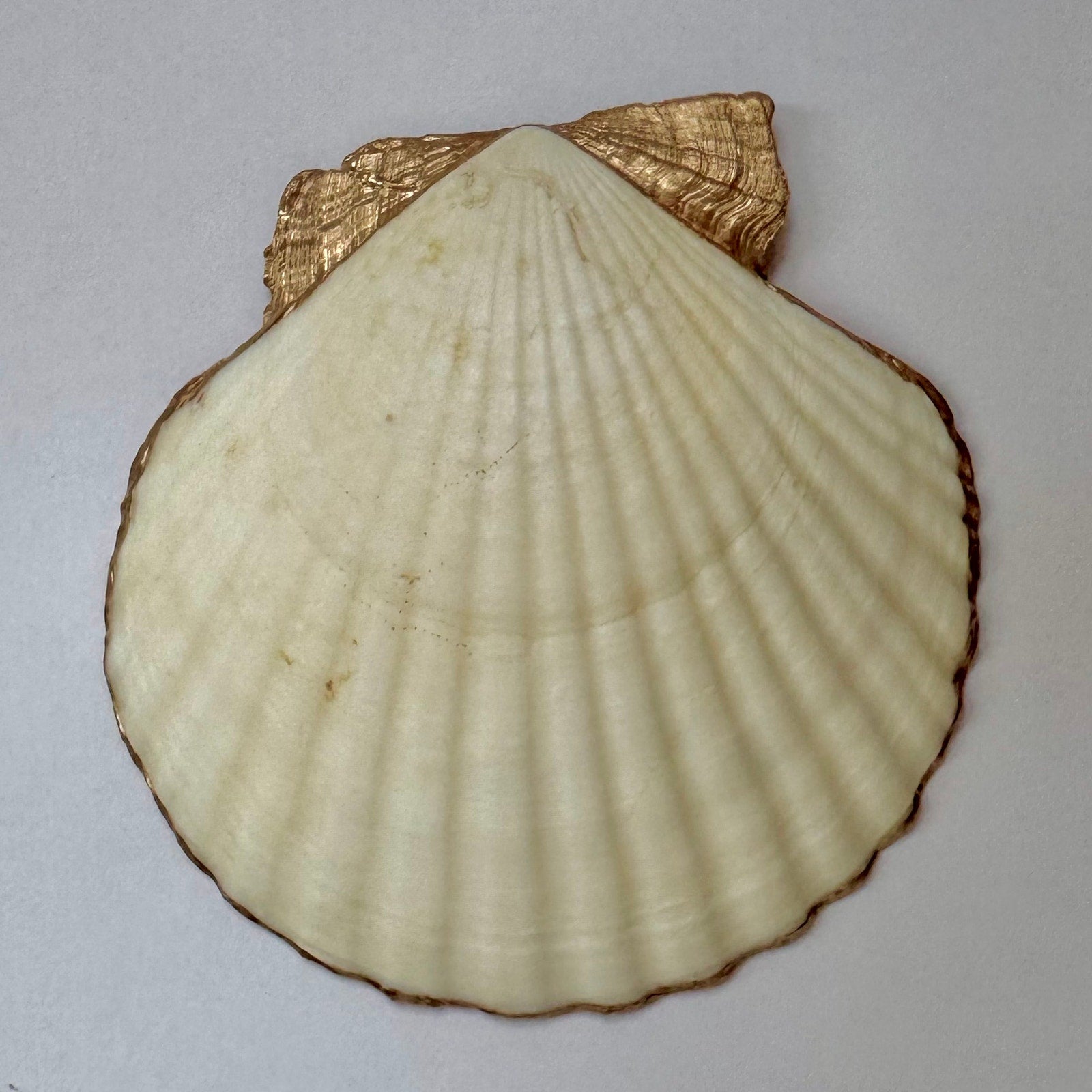 Citrus & blue floral shell trinket dish shown from another angle