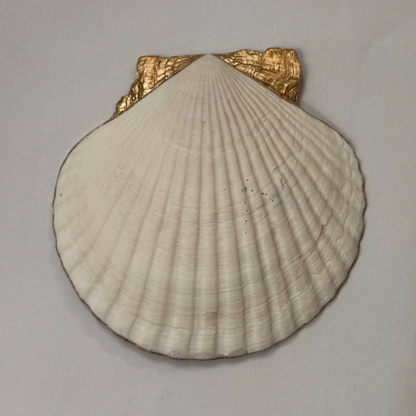 Back of natural scallop shell dish with gold-painted hinge area