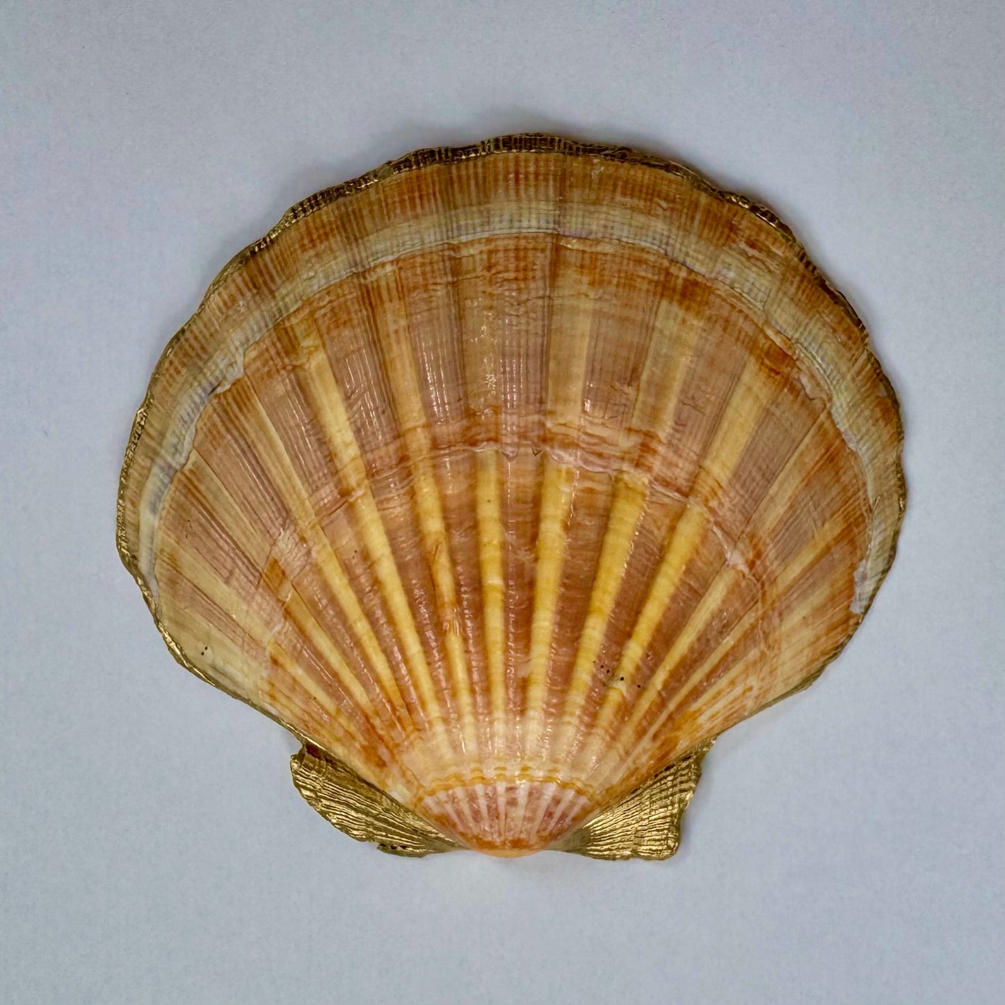 Tropical Fruit Trinket Dish | Scallop Shell Jewelry Dish | Coastal Decor