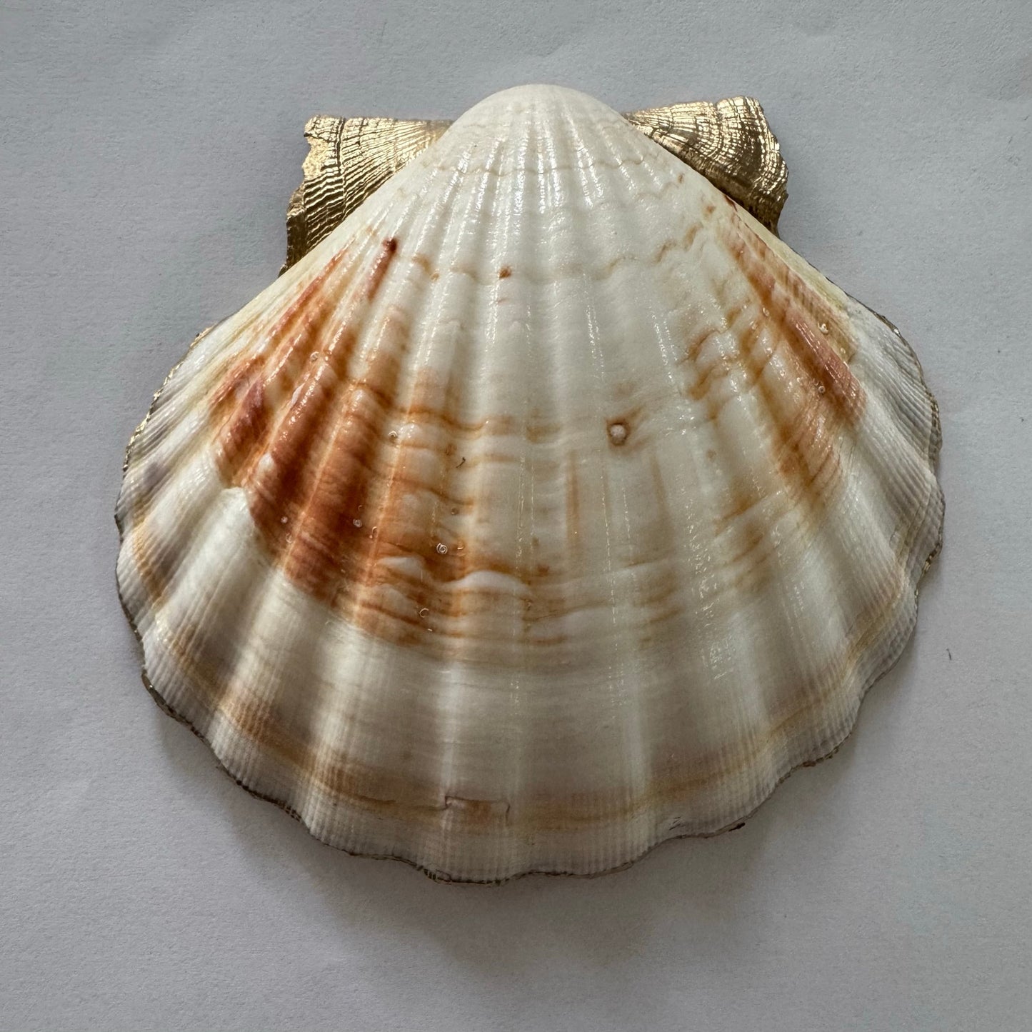 Daffodil Scallop Shell Trinket Dish Gold Edge Spring Floral Ring Dish Gift