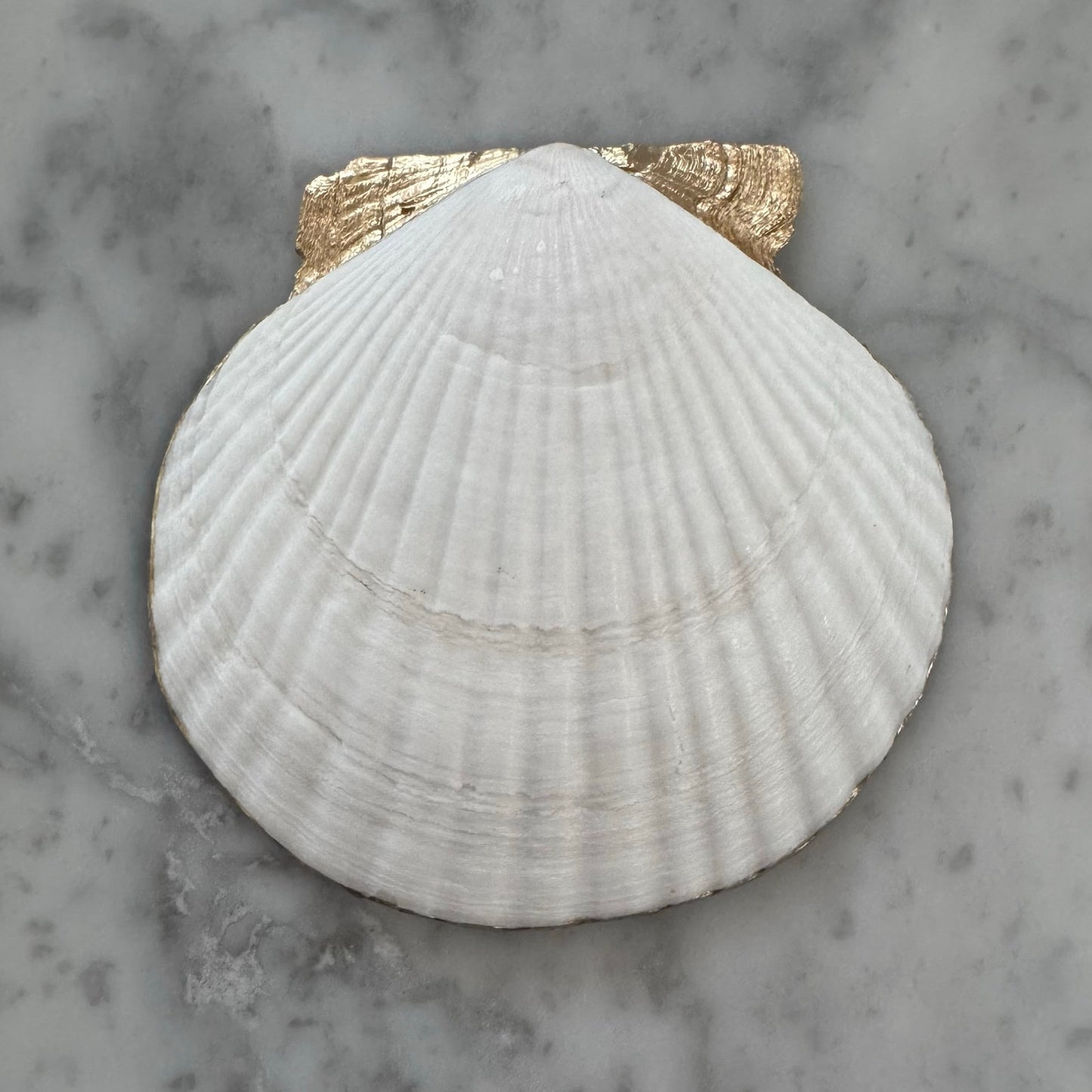 Shell Trinket Dish, Blue Botanical Jewelry Holder